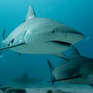 Punta Cana Shark Attack Information
